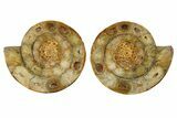 Cut & Polished Jurassic Ammonite (Perisphinctes) Fossil #344934-1